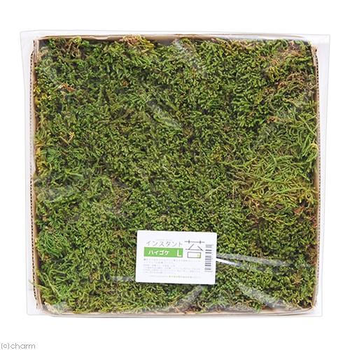 Leaf Corp インスタント苔 ハイゴケL 外径25cm×25cm ドライ