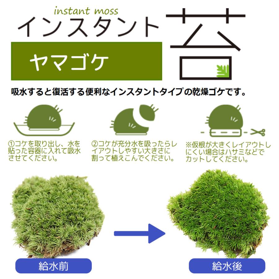 Leaf Corp インスタント苔 ヤマゴケM 外径14cm×26cm ドライ