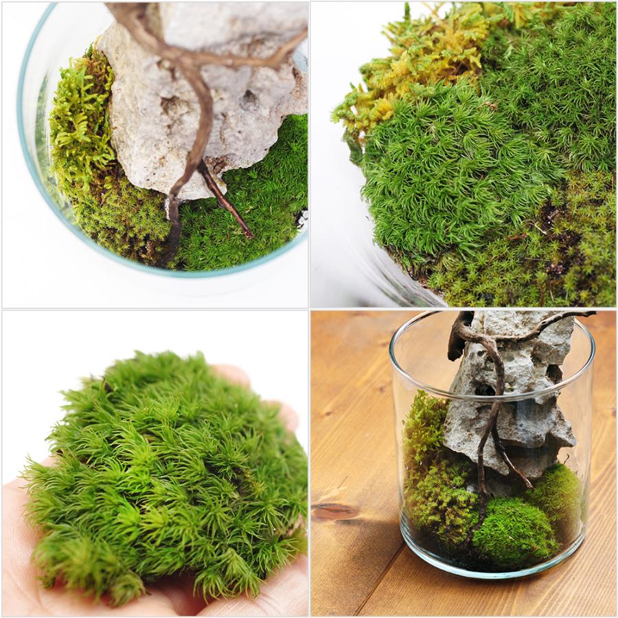 Leaf Corp インスタント苔 ヤマゴケS 外径14cm×12cm ドライ