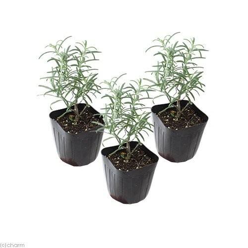 観葉植物 りんご箱ガーデン ローズマリー栽培セット 無塗装 麻袋 軽石砂 培養土付き お一人様１点限り 同梱不可 チャーム Charm Paypayモール店 通販 Paypayモール