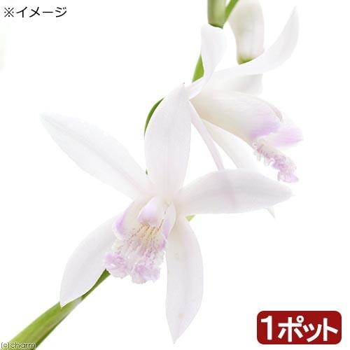 （山野草）シラン（紫蘭）白花シラン（白花紫蘭）３〜３．５号（１ポット）（休眠状態） | チャーム（ペット）