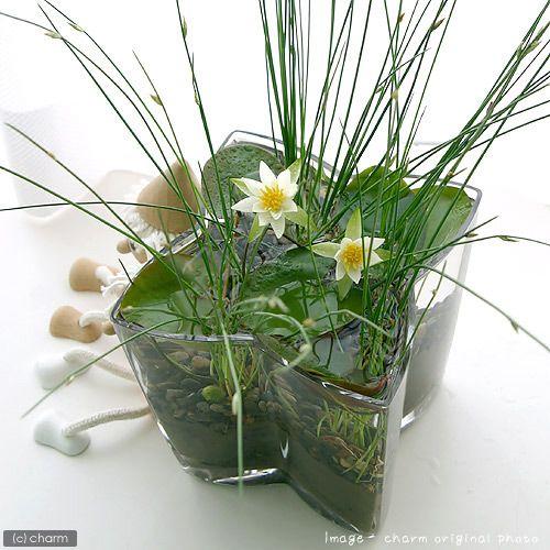 ビオトープ 睡蓮 窓辺で楽しむ小さな尾瀬 ヒツジグサの由来 説明書付き 沖縄