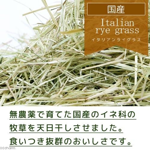 未選別 国産 天日干し イタリアンライグラス 段ボール箱 ５ｋｇ 牧草 うさぎ 小動物 お一人様１点限り チャーム Charm Paypayモール店 通販 Paypayモール