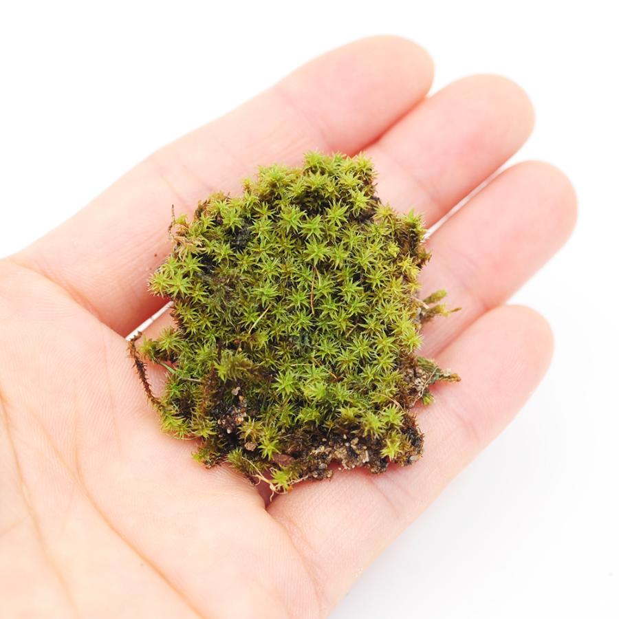 Leaf Corp インスタント苔 スナゴケSS 外径13cm×8cm ドライ