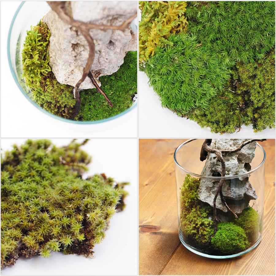 Leaf Corp インスタント苔 スナゴケSS 外径13cm×8cm ドライ