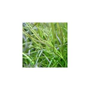 水草 ポゴステモン メンメン 無農薬 １０本 チャーム Charm Paypayモール店 通販 Paypayモール