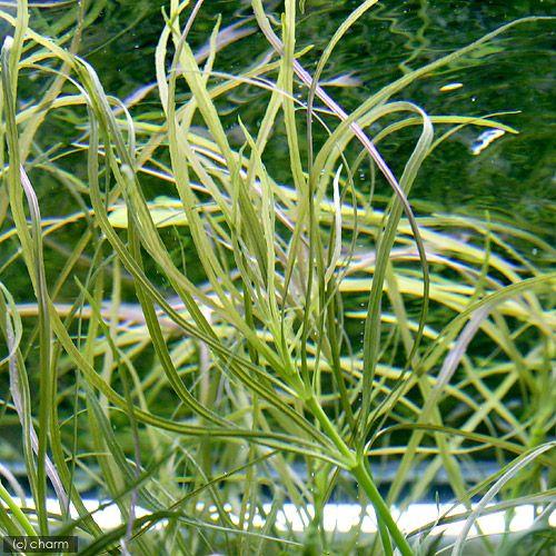 チャーム（charm） （水草）ポゴステモン メンメン（水中葉）（無農薬