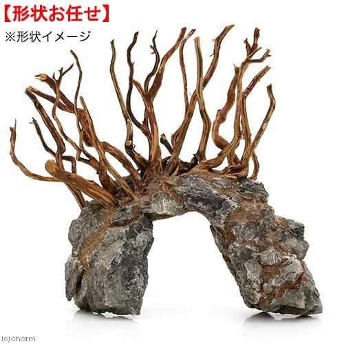 アウトレット品 カミハタ ダイナミック スケープ ウッド 形状おまかせ 流木 ２５ ２５ ２５ｃｍ 訳あり 沖縄別途送料 チャーム Charm Paypayモール店 通販 Paypayモール