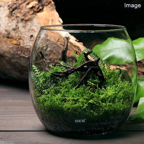 GEX （観葉植物）GEX グラスアクアリウム ドロップ Iセット 本州