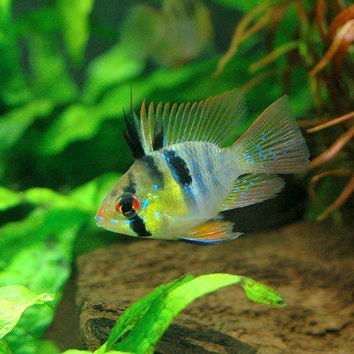 熱帯魚 バルーン ラミレジィ ３匹 北海道航空便要保温 チャーム Charm Paypayモール店 通販 Paypayモール