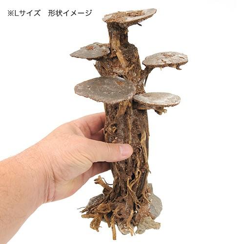 チャーム（charm） レイアウト盆栽流木 フラットタイプ Lサイズ 1本