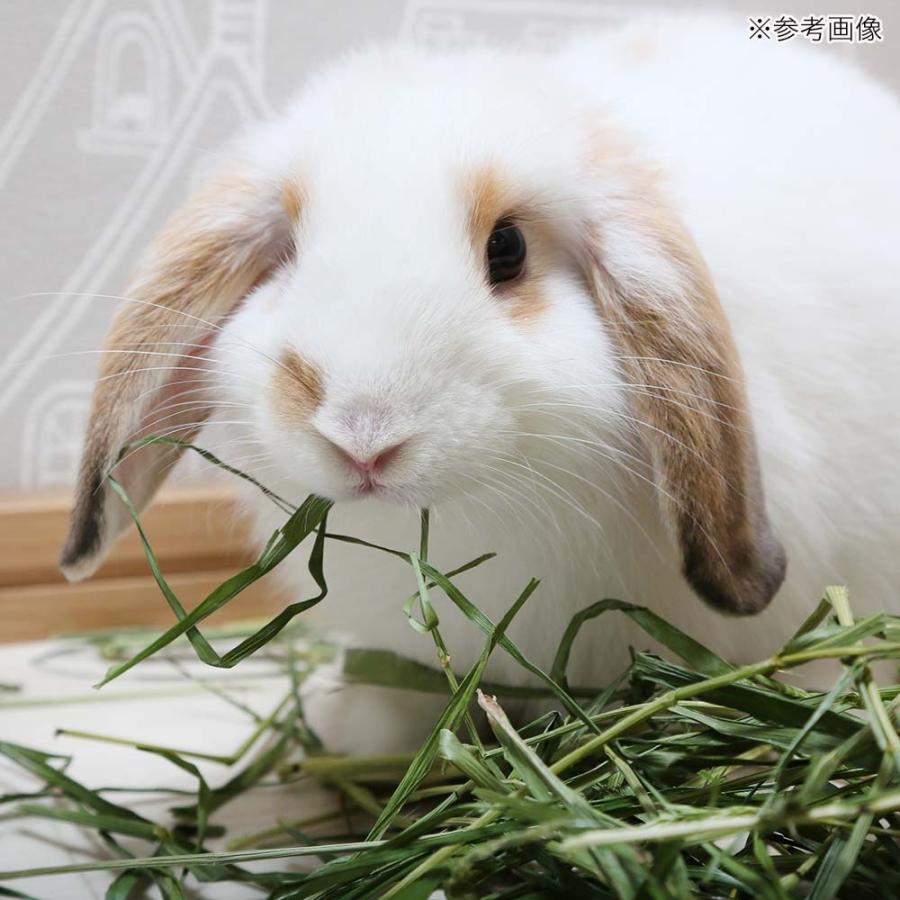 Leaf Corp 令和7年産 国産 旬のやわらかイタリアンライグラス