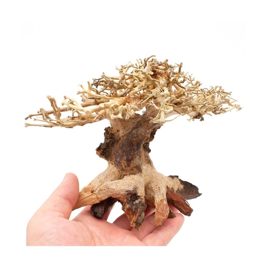 カミハタ カミハタ 水景BONSAI 榕樹（ガジュマル） S