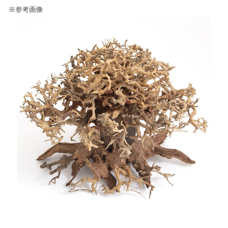 流木 盆栽流木 カミハタ 水景BONSAI 榕樹(ガジュマル) 活着 水槽 カミハタ 水景BONSAI 榕樹（ガジュマル） Lサイズ 流木 活着