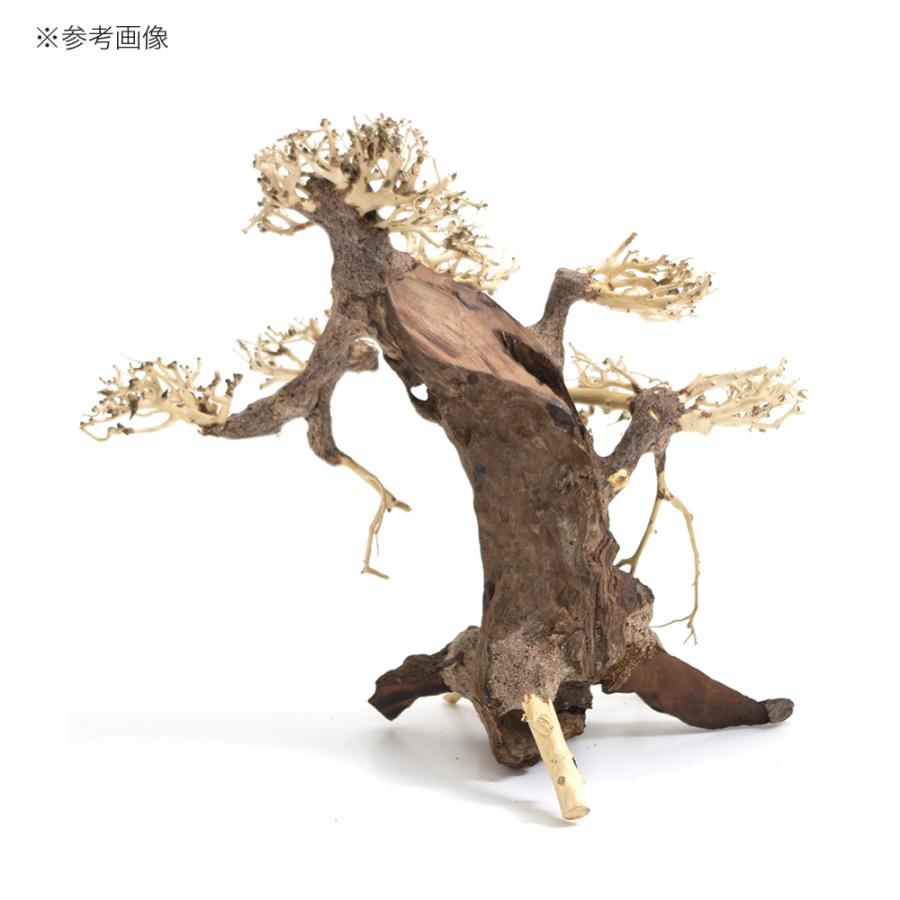カミハタ 水景BONSAI 菩提樹（ボダイジュ） Lサイズ 流木 活着 