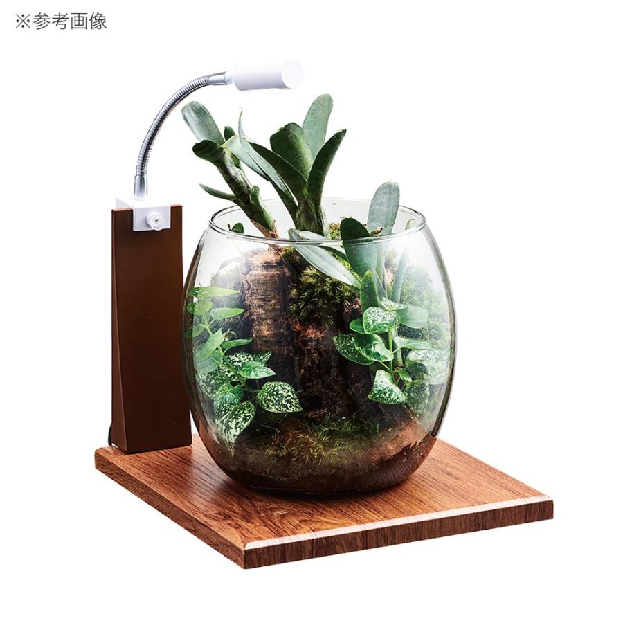 GEX GLASS BASE MAPLE 200 テラリウムセット GEX（ジェックス） 水槽台 グラスベース メープル200 : チャーム