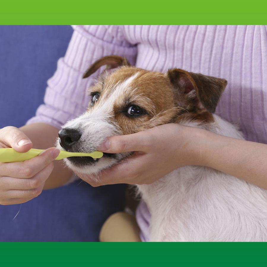 ライオン　ＰＥＴＫＩＳＳ　デンタルブラシ　レギュラー　１本　犬　歯ブラシ　歯磨き | LION（ペット） | 05