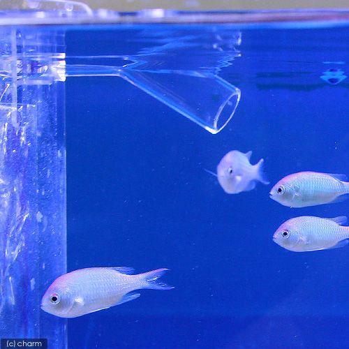 （海水魚）６０ｃｍ水槽立上げテストフィッシュセット（１セット）｜chanet｜02