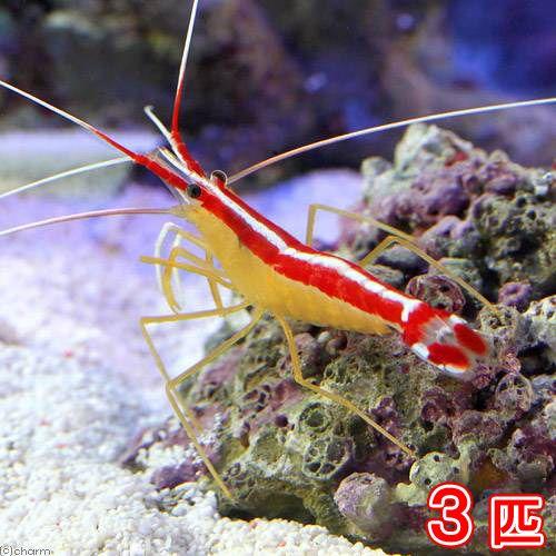【高い素材】（海水魚）エビ　スカンクシュリンプ　Ｍサイズ（３匹）　沖縄別途送料