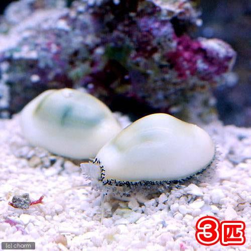 好評受付中 海水魚 貝 キイロタカラガイ ３匹 北海道航空便要保温