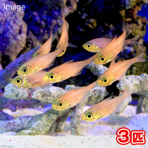（海水魚）キンメモドキ（３匹）　北海道・九州航空便要保温