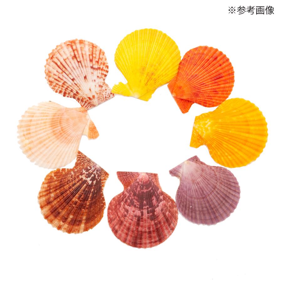 貝殻　シェルコレクション　ヒオウギガイ　おまかせカラー　Ｌサイズ　片面タイプ　５個　形状お任せ｜chanet｜04