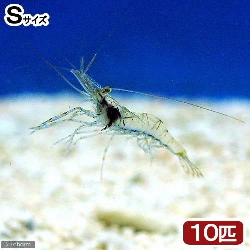 海水魚 生餌 エサ用エビミックス ｓサイズ １０匹 北海道 九州航空便要保温 チャーム Charm Paypayモール店 通販 Paypayモール