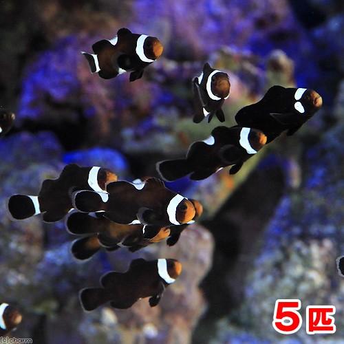 激安ブランド 海水魚 ブラックオセラリス イレギュラーバンド 国産ブリード ５匹 北海道 九州 沖縄航空便要保温 沖縄別途送料 公式店舗 Studiostodulky Cz