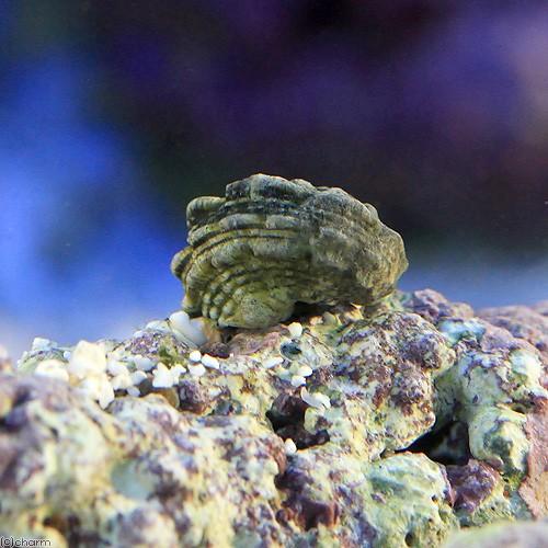 チャーム（charm） （海水魚）貝 カンギクガイ Sサイズ（9匹