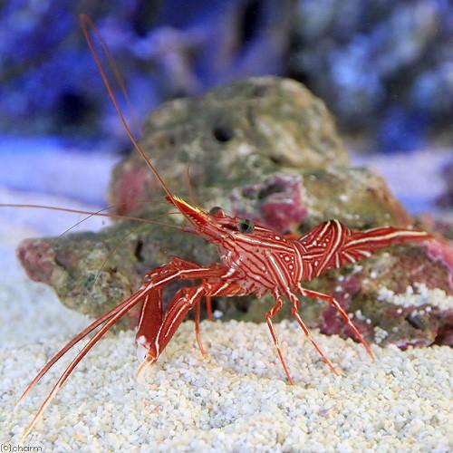 （海水魚）エビ　キャメルシュリンプ　Ｌサイズ（３匹）　北海道航空便要保温 | チャーム（ペット） | 01