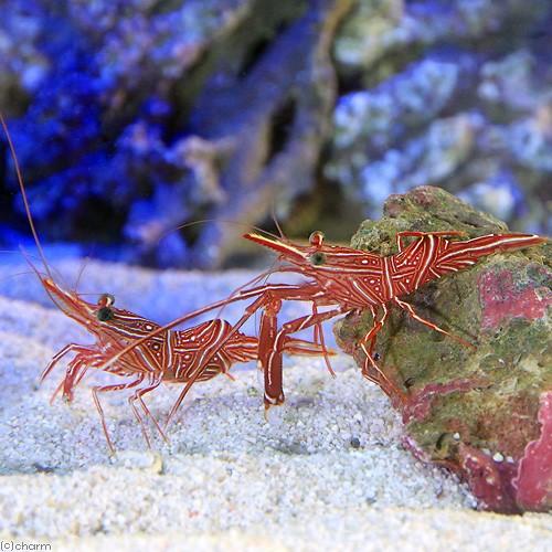 （海水魚）エビ　キャメルシュリンプ　Ｌサイズ（３匹）　北海道航空便要保温 | チャーム（ペット） | 02
