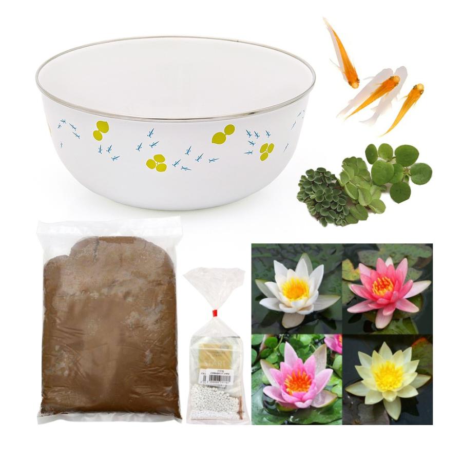 ビオトープ ホーローボールと色おまかせ姫スイレンとメダカのセット 姫スイレン メダカ 本州四国限定 チャーム Charm Paypayモール店 通販 Paypayモール