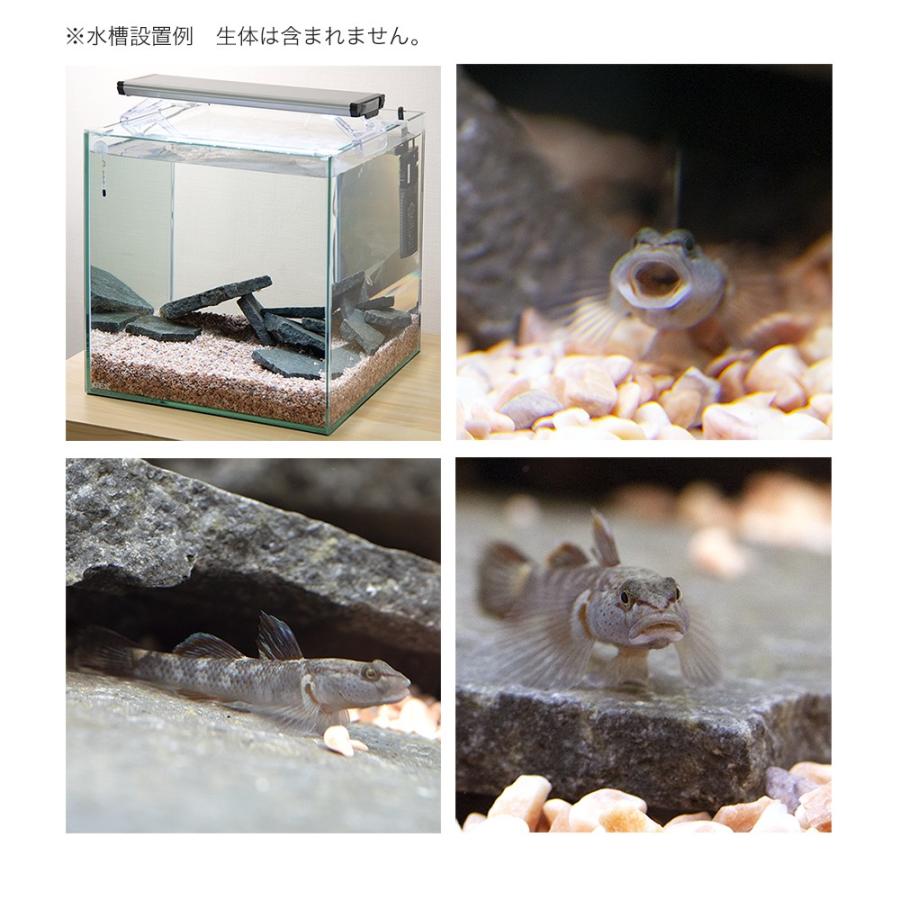 チャーム（ペット） GEX 小型ハゼ飼育セット お一人様1点