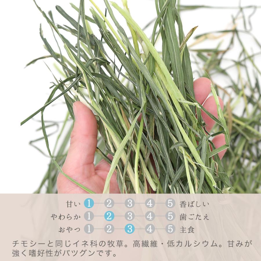 Leaf Corp 令和8年産 国産牧草 やみつきオーツヘイ 20g お試し