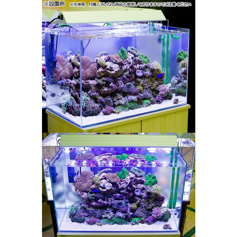 60cm海水アクアリウム カクレクマノミ、ソフトコーラルなど一式
