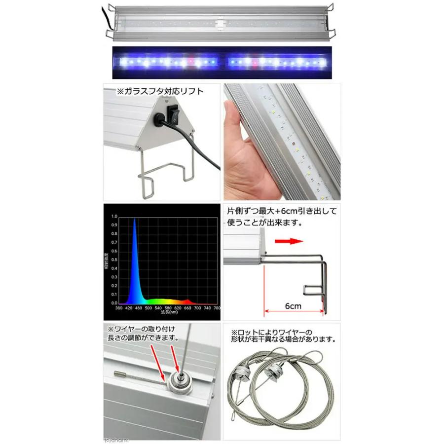 チャーム（charm） （海水魚）60cm水槽セット サンゴ簡易育成フル