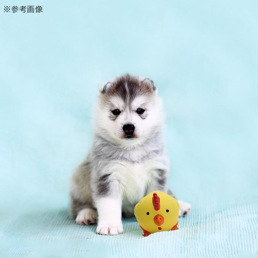 犬　おもちゃ　ループ　フレンディ　プーピーズ　チャビーブル | ROOP | 05