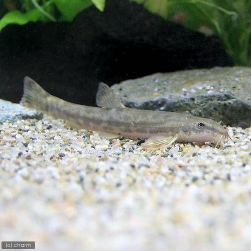 淡水魚 フクドジョウ ３匹 どじょう Legacytampa Com