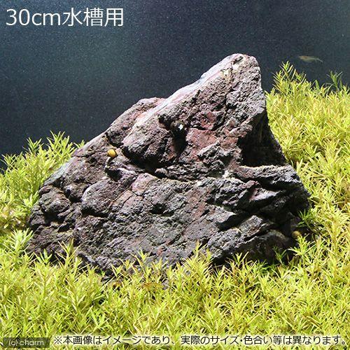 チャーム（charm） （水草）30cm水槽用 ベトナムゴマノハグサ
