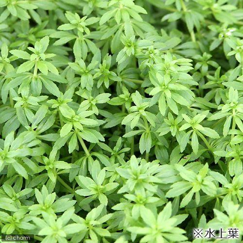 チャーム（charm） （水草）60cm水槽用 ベトナムゴマノハグサ