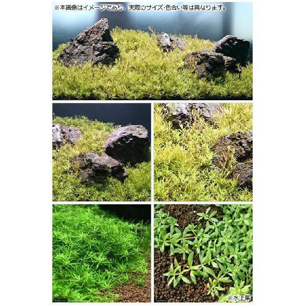 チャーム（charm） （水草）60cm水槽用 ベトナムゴマノハグサ