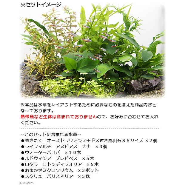 水草 テトラ ４５ｃｍ水槽セット 水中垣根の植栽 レイアウトフルセット 本州四国限定 チャーム Charm Paypayモール店 通販 Paypayモール