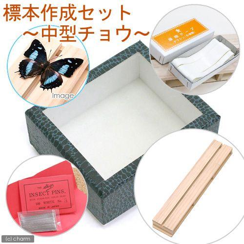 外国産　クワガタ　標本セット 外国産クワガタ 標本セット マルカンのカンタン外国産昆虫標本