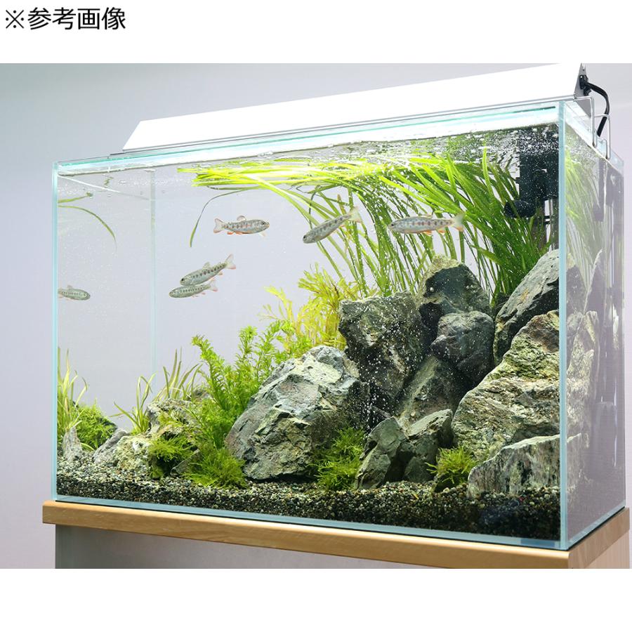アウトレット品 地震対策仕様 オールガラス水槽 スーパークリア アクロ６０ｈ ６０ ３０ ４０ｃｍ お一人様１点限り 訳有り 沖縄別途送料 チャーム Charm ヤフー店 通販 Yahoo ショッピング
