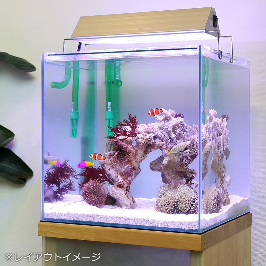 引取限定】カクレクマノミ水槽セット - 福岡県の家具