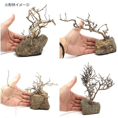 チャーム（charm） 穴あき溶岩石付きブルームウッド 1個 形状お任せ