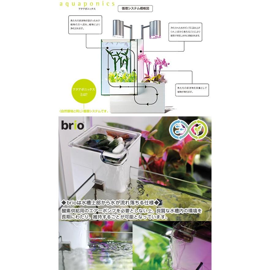 取寄せ商品 アクアポニクス水槽 brio35 ブラック 60Hz