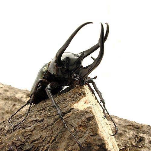 昆虫）コーカサスオオカブトムシ 東ジャワ アルゴプーロ産 成虫 WD