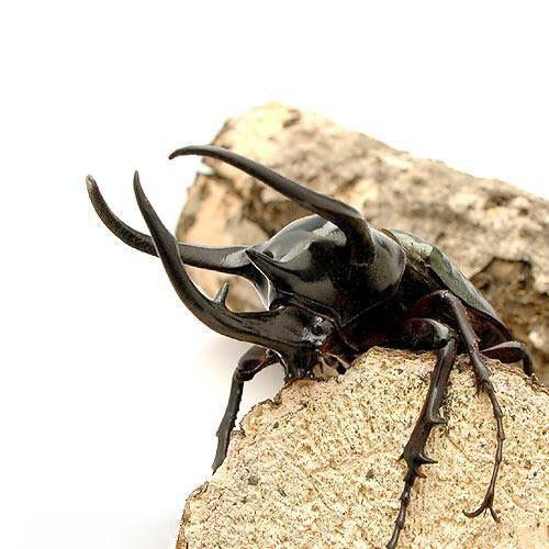 昆虫）コーカサスオオカブトムシ 東ジャワ アルゴプーロ産 成虫 WD