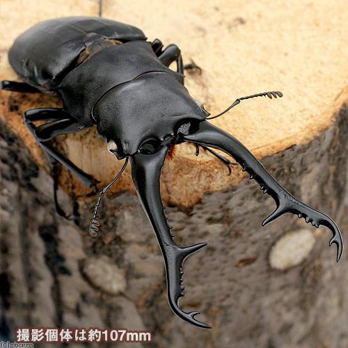 ギラファノコギリクワガタ　フローレス島　ケイスケギラファ　♂単　108ミリ 楽天市場】（昆虫）ギラファノコギリクワガタ（亜種ケイスケ
